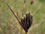 Schoenus nigricans. Соцветие. Нидерланды, Северное море, о-в Схирмонниког, влажная долина между приморскими дюнами. 24 мая 2010 г.