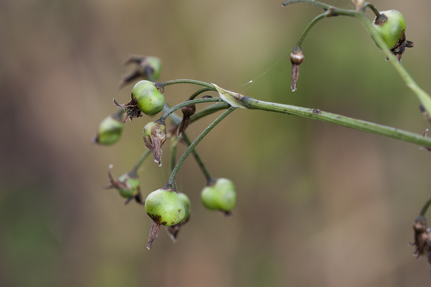 Image of genus Dianella specimen.