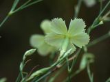 Dianthus ramosissimus