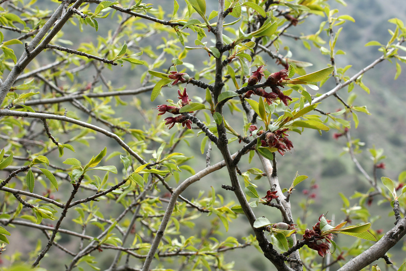 Изображение особи Amygdalus bucharica.