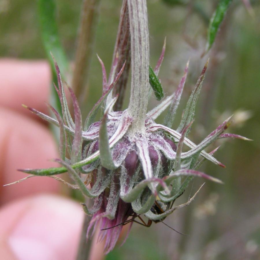 Image of Jurinea charcoviensis specimen.