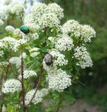 Spiraea media. Верхушки цветущих ветвей с кормящимися жуками Cetonia aurata. Казахстан, Восточно-Казахстанская обл., Глубоковский р-н, окр. с. Тарханка, обочина грунтовой дороги. 20.05.2011.