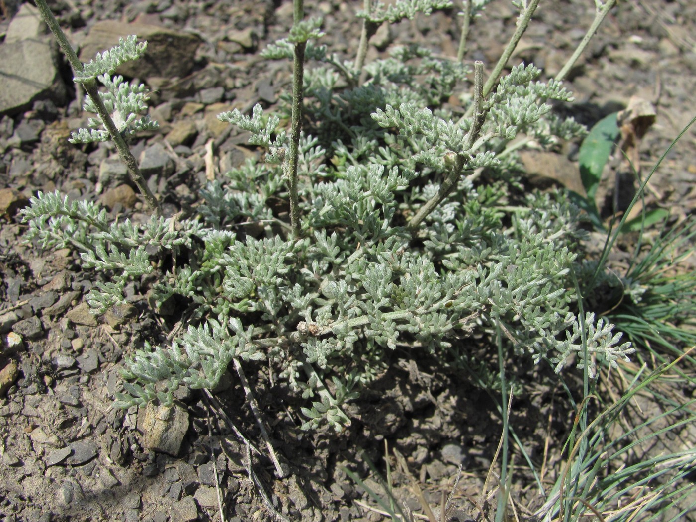 Image of Anthemis fruticulosa specimen.