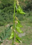 Astragalus galegiformis. Часть соплодия. Дагестан, Рутульский р-н, окр. с. Хлют, пойма реки, каменистый субстрат. 4 июня 2019 г.