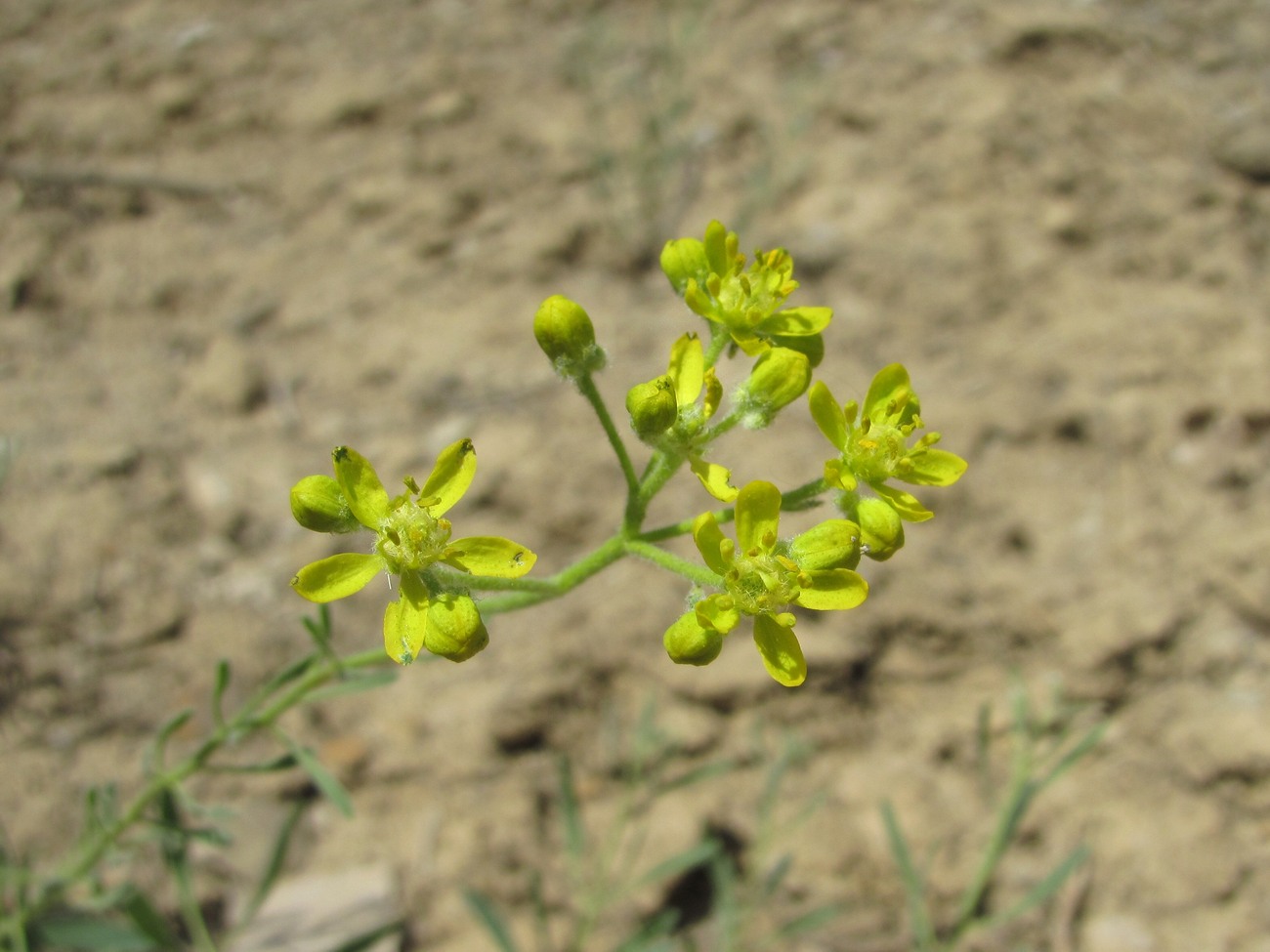 Image of Haplophyllum villosum specimen.