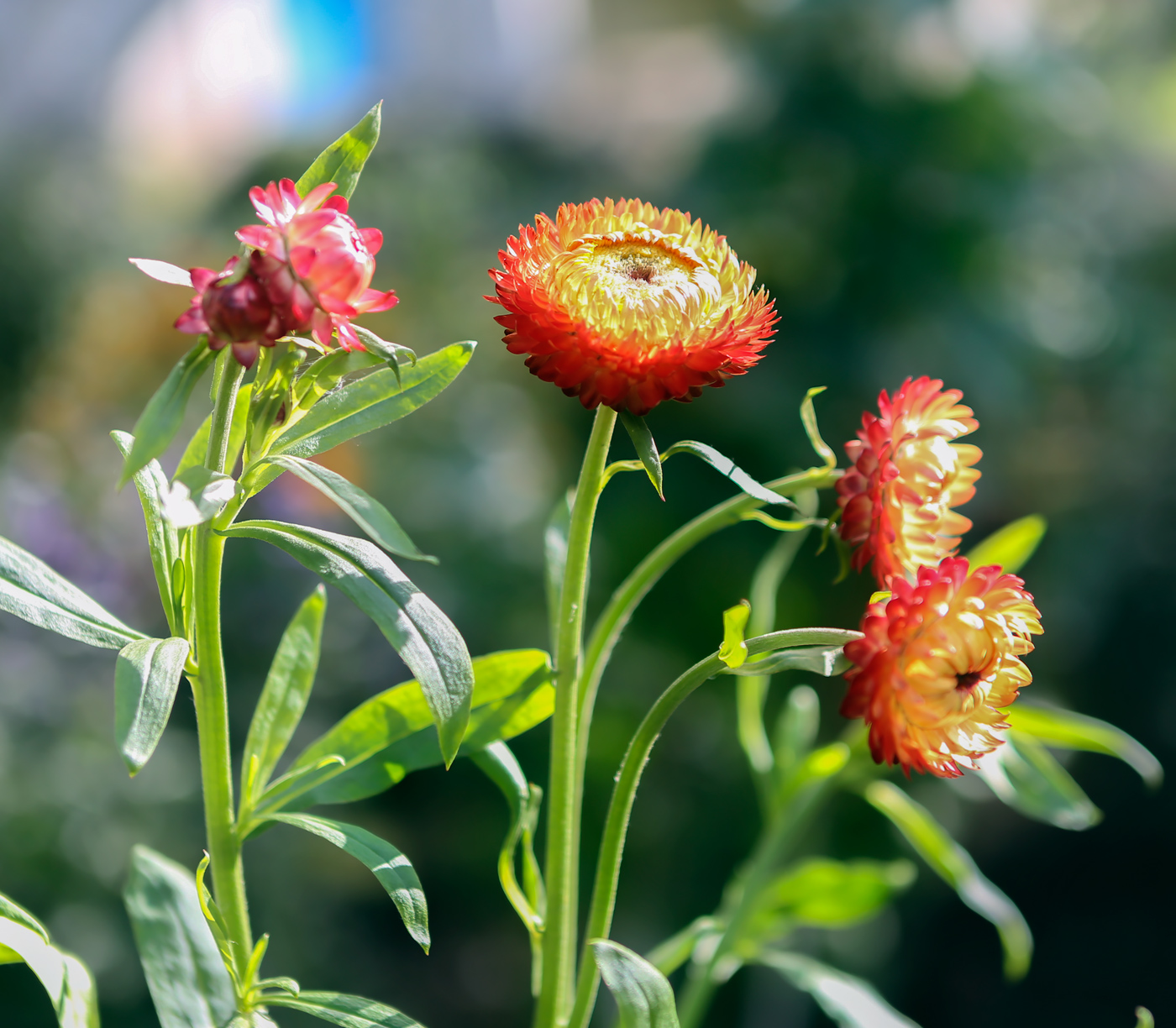 Image of Xerochrysum bracteatum specimen.