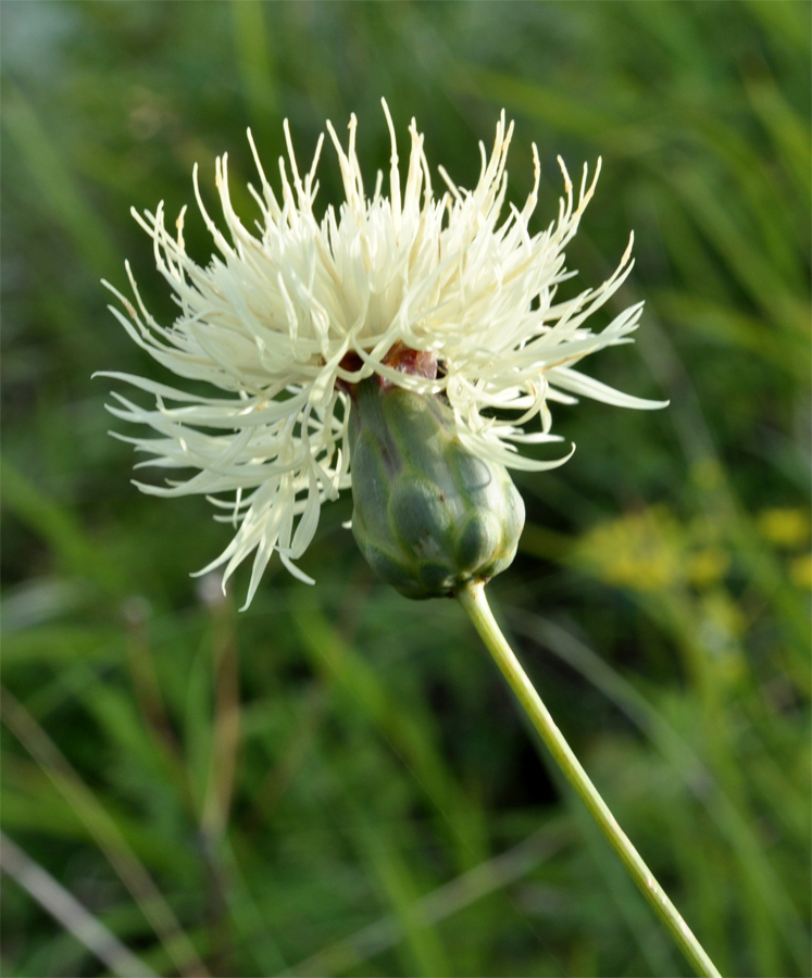 Image of Rhaponticoides ruthenica specimen.