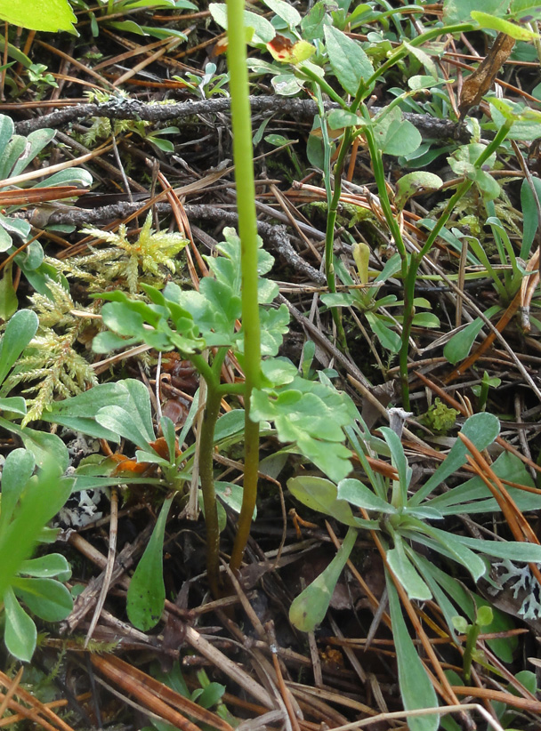 Изображение особи Botrychium multifidum.