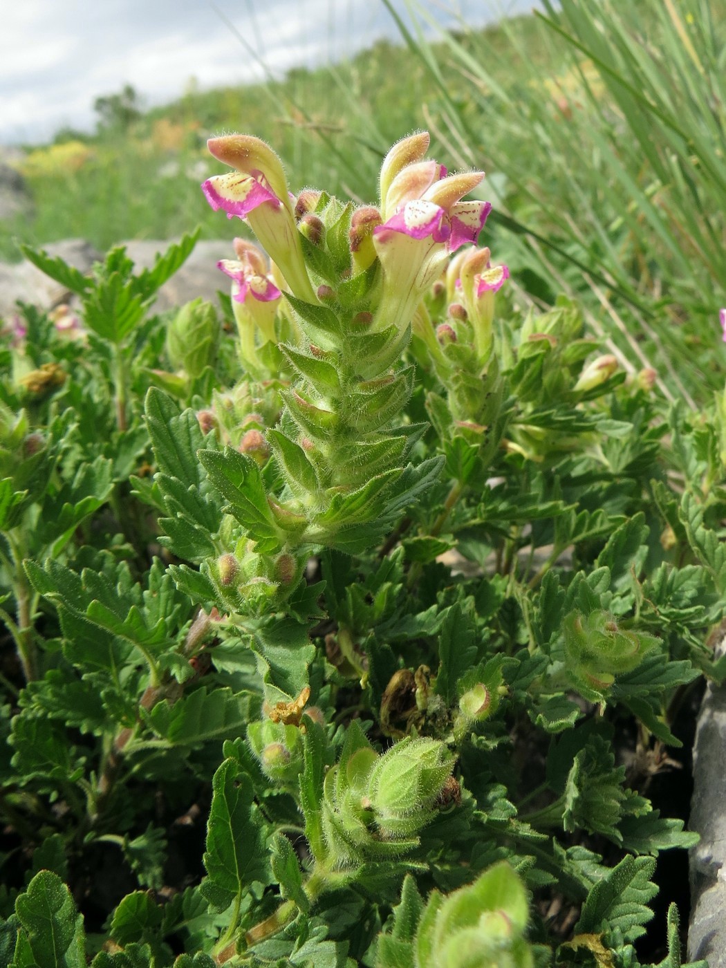 Image of Scutellaria adsurgens specimen.