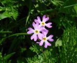 Primula nutans
