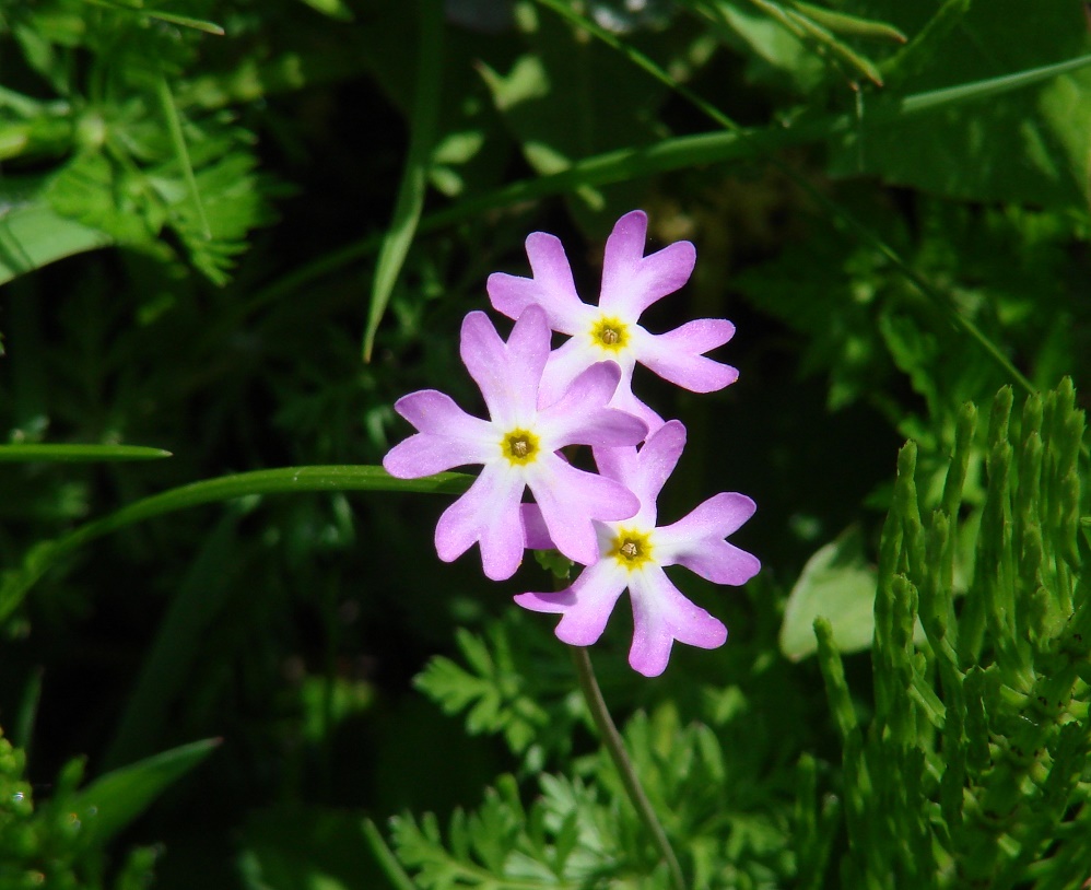 Image of Primula nutans specimen.