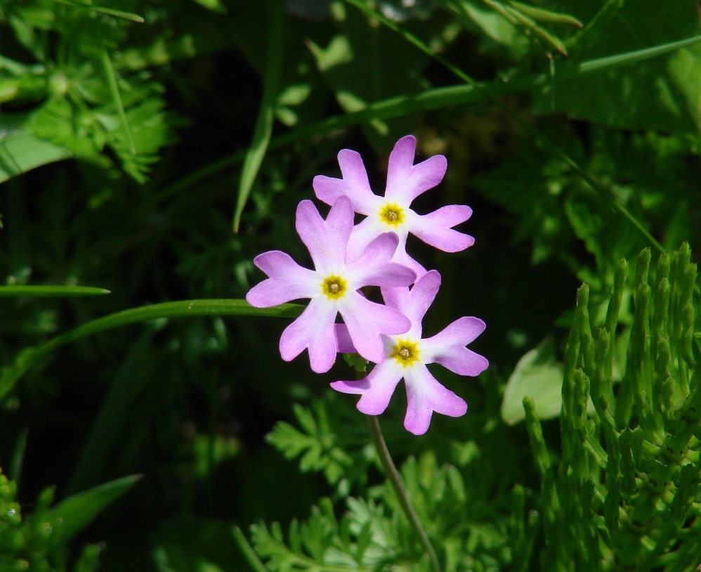 Изображение особи Primula nutans.