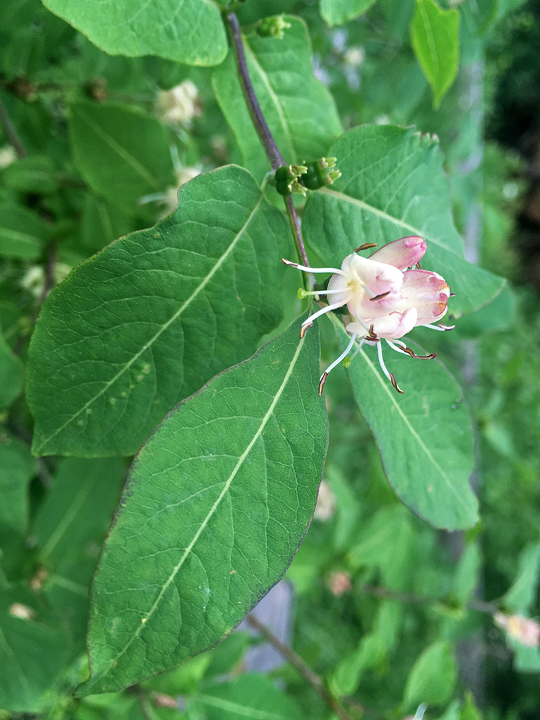 Image of Lonicera orientalis specimen.