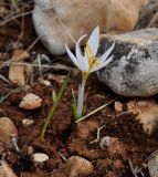 Crocus veneris