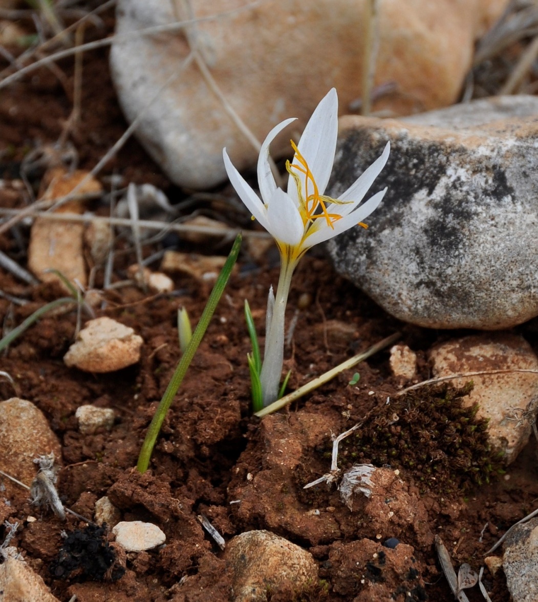 Image of Crocus veneris specimen.