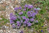 Oxytropis kusnetzovii