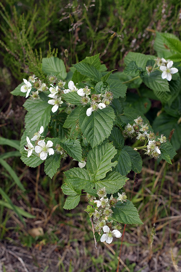 Изображение особи Rubus nessensis.