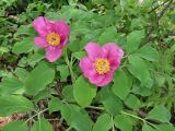 Paeonia caucasica. Цветки и листья. Краснодарский край, Сочинский р-н, Красная Поляна, горный буковый лес. Конец мая.