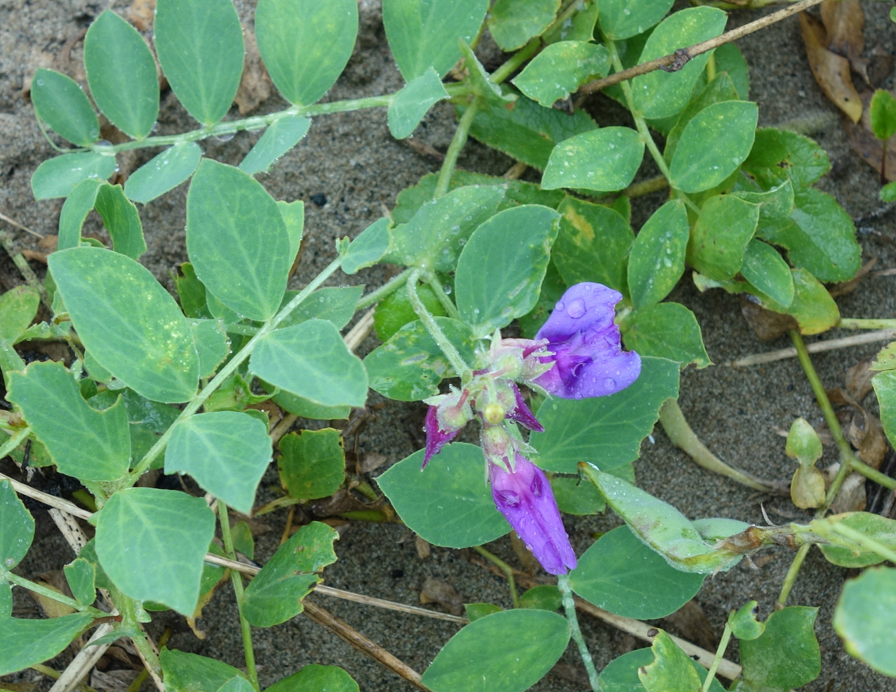 Изображение особи Lathyrus japonicus.