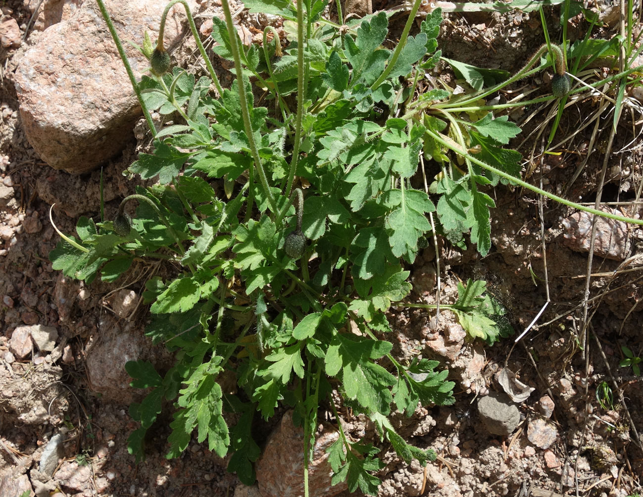 Изображение особи Papaver croceum.