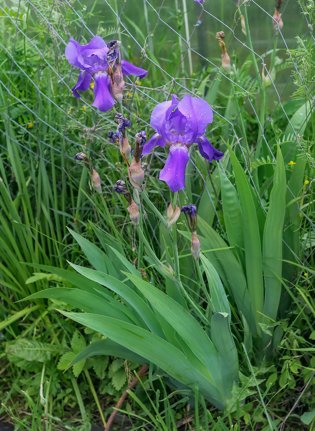 Image of Iris nyaradyana specimen.