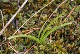 Gymnadenia conopsea