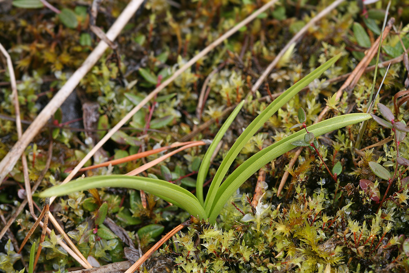 Image of Gymnadenia conopsea specimen.
