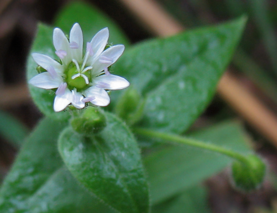 Изображение особи Myosoton aquaticum.