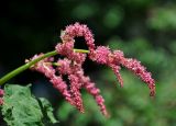 Rheum palmatum. Часть соцветия. Москва, ботанический сад МГУ \"Аптекарский огород\", в культуре. 18.05.2019.