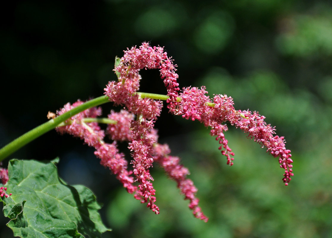 Image of Rheum palmatum specimen.