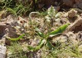 Bellevalia eigii. Цветущее растение. Израиль, окр. г. Арад, фригана в верхней части каменистого склона небольшой сухой долины. 05.03.2020.