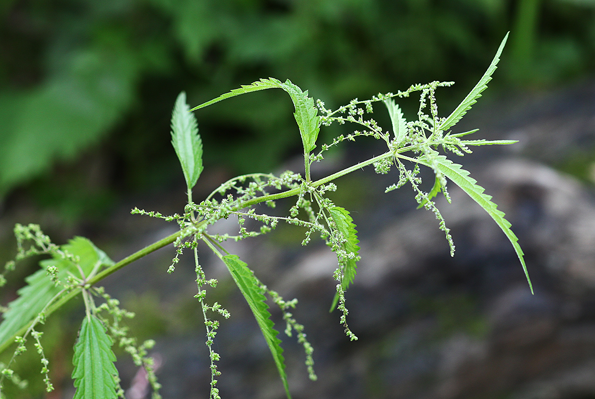 Изображение особи Urtica angustifolia.