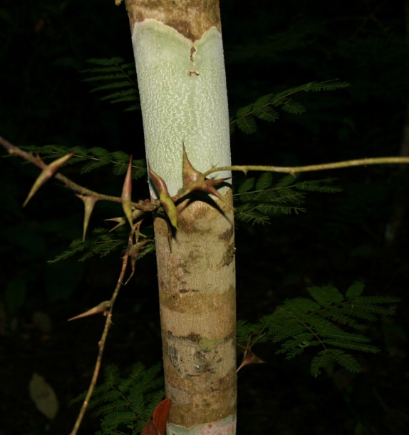 Image of Vachellia collinsii specimen.