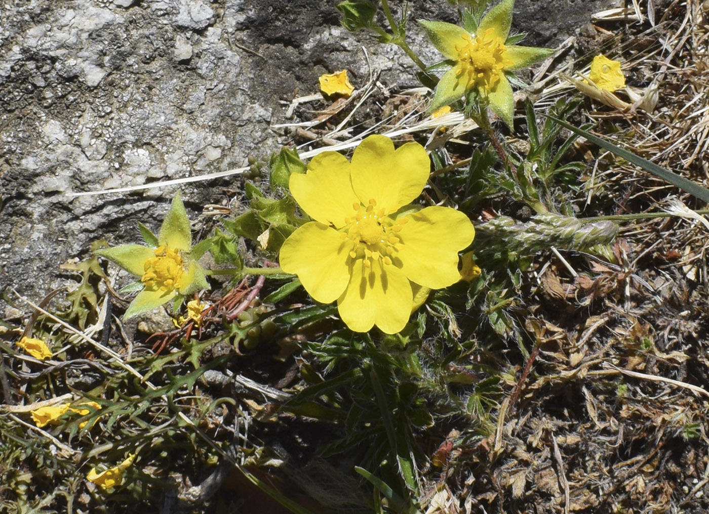 Image of Potentilla hirta specimen.