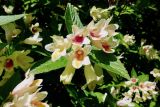 Weigela middendorffiana