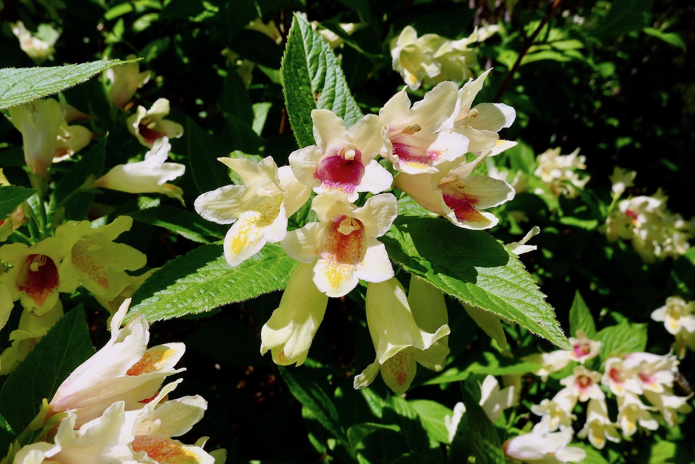 Image of Weigela middendorffiana specimen.