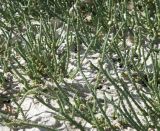 Halocnemum strobilaceum. Заросли молодых растений. Краснодарский край, Ейский р-н, Ханское озеро. 24.08.2010.