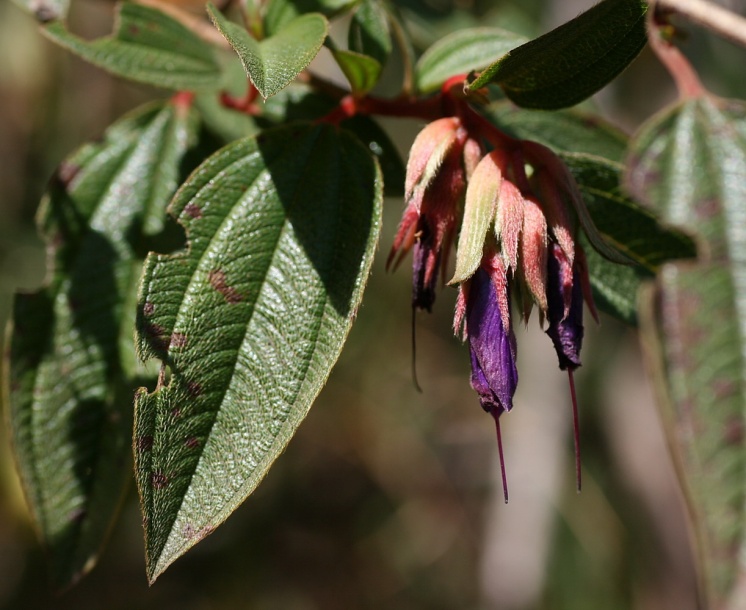 Image of Brachyotum quinquenerve specimen.