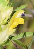 Rhinanthus pumilus