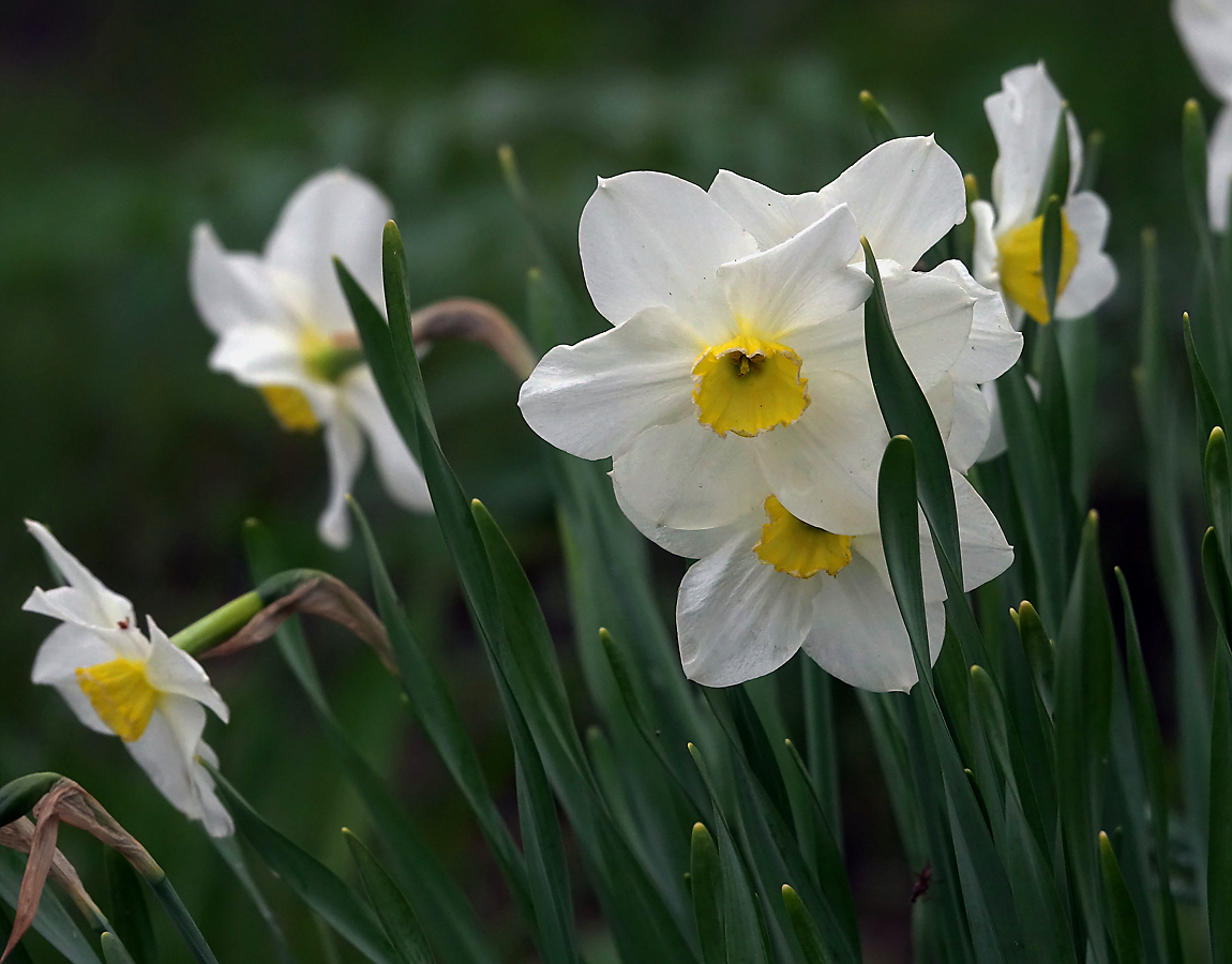 Изображение особи род Narcissus.