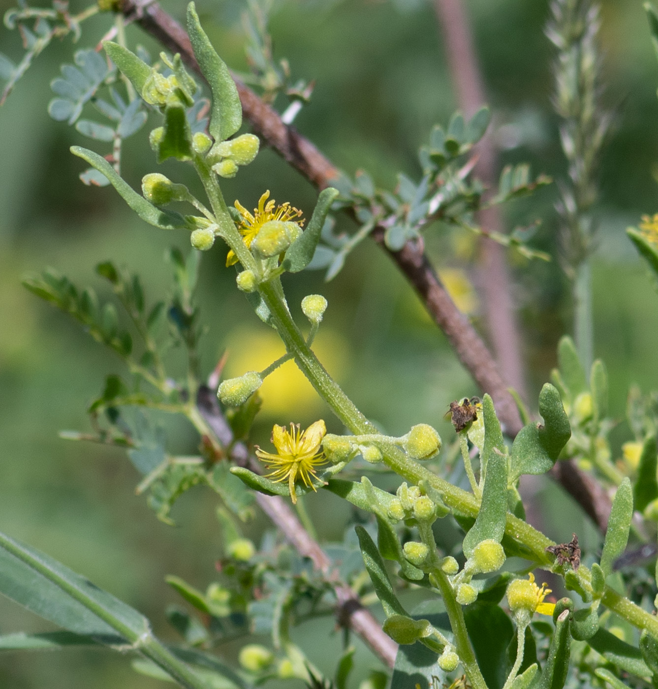 Изображение особи Tetragonia calycina.