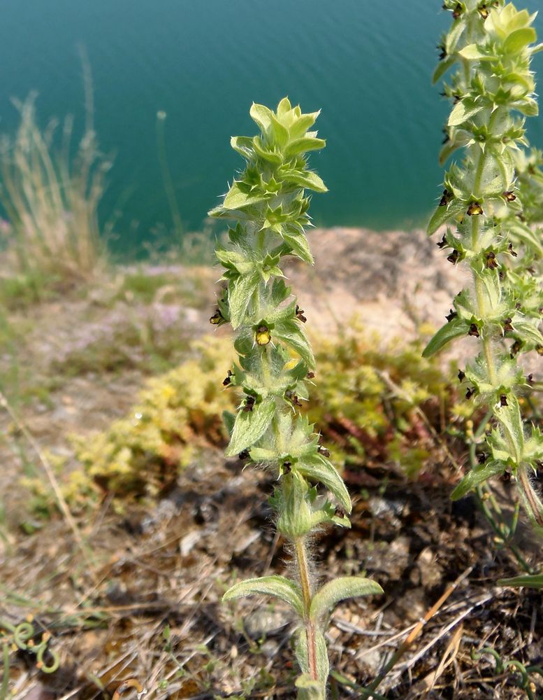 Image of Sideritis montana specimen.