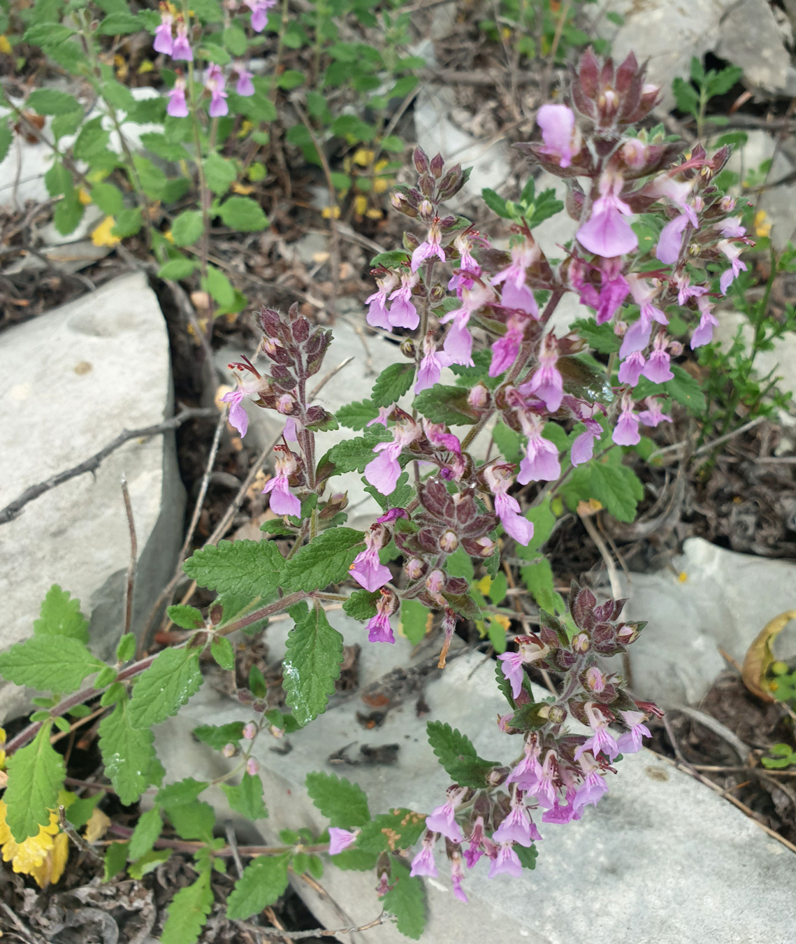 Image of Teucrium chamaedrys specimen.