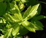 Astrantia major