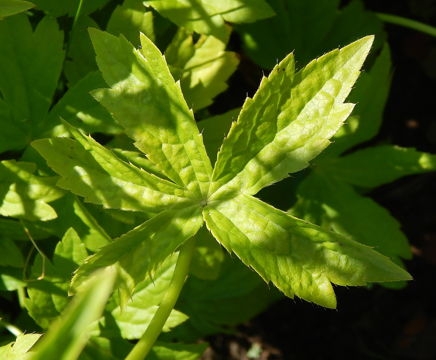 Image of Astrantia major specimen.