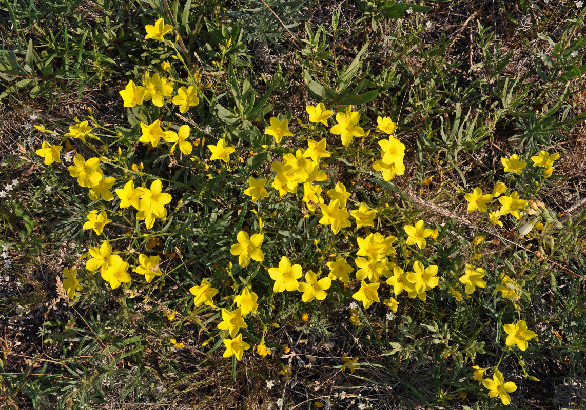 Image of Linum ucranicum specimen.