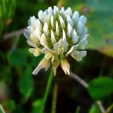 Trifolium repens. Соцветие. Чувашия, окр. г. Шумерля, пойма р. Сура, за понтонным мостом. 13 августа 2008 г.