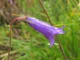 Campanula hohenackeri. Верхушка побега с цветком. Кабардино-Балкария, Эльбрусский р-н, окр. с. Нейтрино, ок. 1900 м н.у.м., каменистый склон. 08.07.2020.