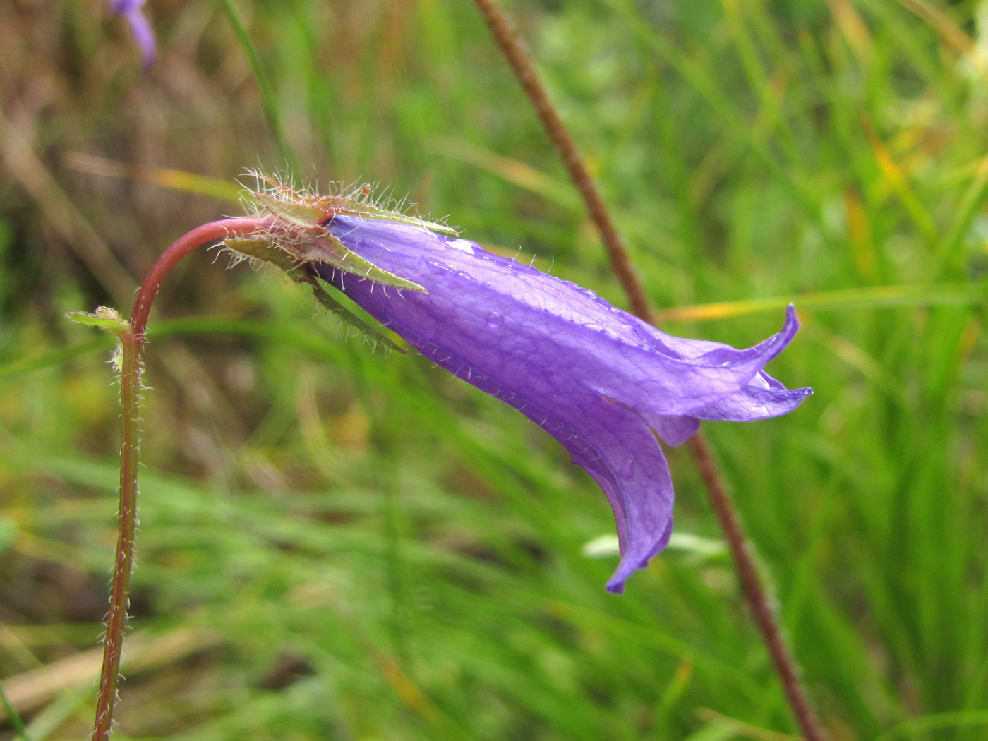 Изображение особи Campanula hohenackeri.