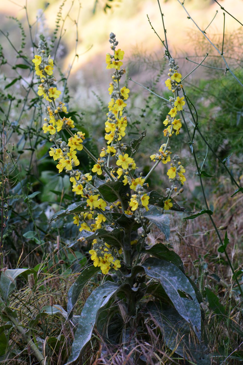 Image of genus Verbascum specimen.